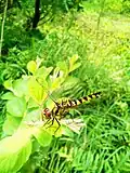 Dragonflies can hunt on the open waters