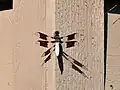 Male