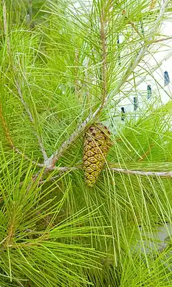 Cone of pinus halepensis in Hebron