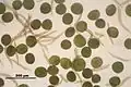Conocephalum salebrosum, spores and elaters