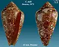 Conus dalli Stearns, 1873