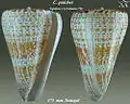 Conus pulcher Lightfoot, J. in Solander, 1786