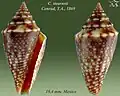 Conasprella stearnsii Conrad, T.A., 1869