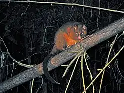 Brown possum