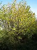 Hazel tree