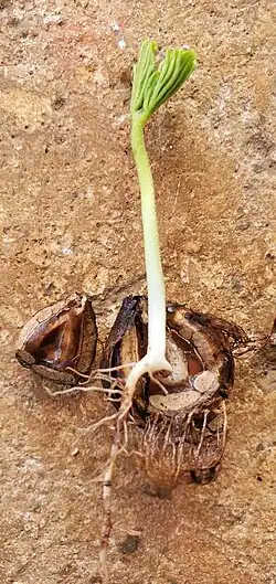 Seedling