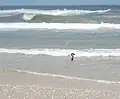 American oystercatcher Haematopus palliatus