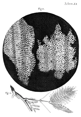 Image 6In Micrographia, Robert Hooke had applied the word cell to biological structures such as this piece of cork, but it was not until the 19th century that scientists considered cells the universal basis of life. (from History of biology)