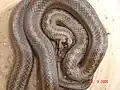 C. austriaca curled up.