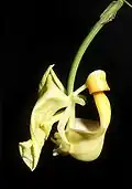 Coryanthes speciosa