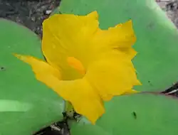 Costus Spectabilis, Nigeria's national flower