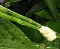 Cotesia cocoons