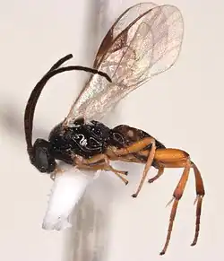 Species specimen