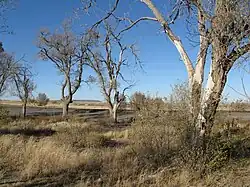cottonwoods