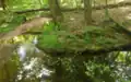 Crabtree Creek near its source