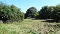 Cranebank meadow