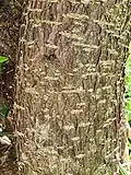 Bark of Crinodendron hookerianum