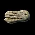 Crinoid