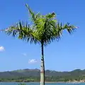Crownshaft on a royal palm, Dominican Republic