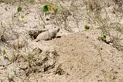 Brown rodent
