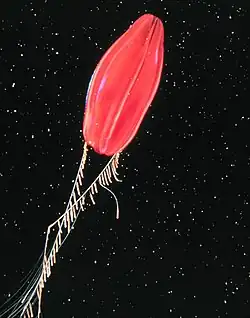 A bioluminescent Ctenophore.