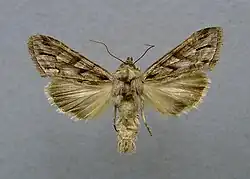 Cucullia fraudatrix