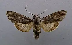 Cucullia lucifuga