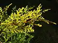 'Castlewellan Gold' golden leaves