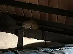 Brown spiny rat