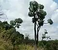 Tall specimens at Groenkloof N.R.