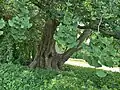 Female ginkgo (June 2024)