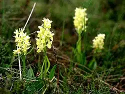 Dactylorhiza sambucina