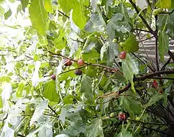 Dagomys - fig tree