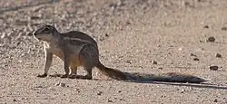 Brown squirrel
