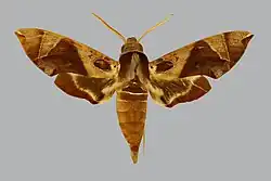 Daphnis layardii male