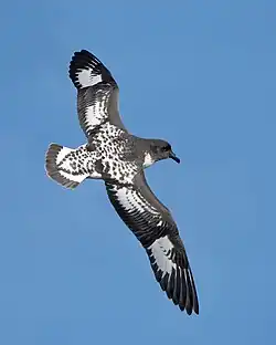 D. c. capense or intergrade with D. c. australe, southeast of Tasmania