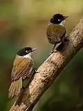 D.a.atriceps at Dandeli, India