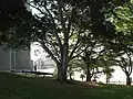 Cannons at the Dawes Point "Tarra" interpretive park