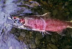 A dead fish lies on its side in shallow water over a bed of stream cobbles. Its skin has a reddish-purple cast; its mouth is open; its visible eye socket lacks an eye.