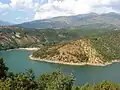 Sparse growth on the shore of the lake
