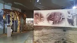 Deinotherium