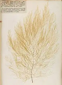 Desmarestia viridis