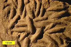 Lockeia from the Chagrin Shale (Upper Devonian) of northeastern Ohio. This is an example of the trace fossil ethological group Fugichnia.