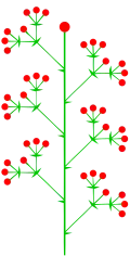 Thyrsoid