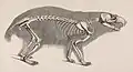 Skeleton