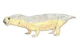 Diictodon feliceps