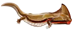 Diplocaulus magnicornis