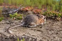 Brown and white long-tailed rat