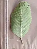 Leaf lower surface