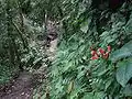 Part of the Sendero de los Quetzales - most parts are in a better state